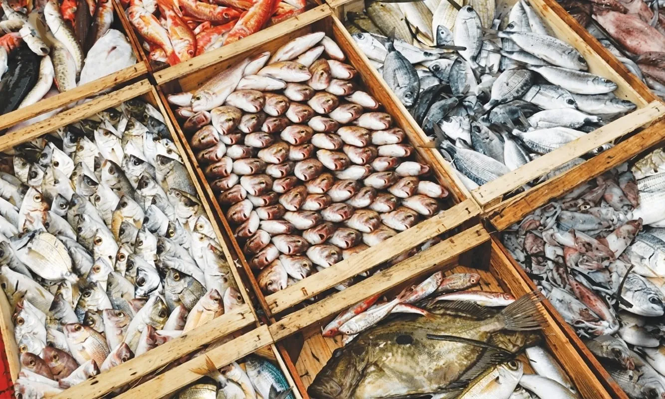Pakistan Plans Performance-Based Incentives as Seafood Exports Reach Record $568 Million