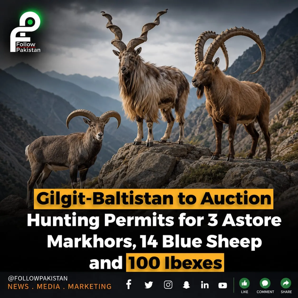Gilgit-Baltistan Prepares to Auction 2026–27 Trophy Hunting Permits